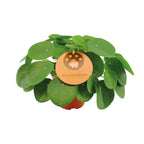 Pilea peperomioides (pannenkoekplant) – Ø15 cm, 30 cm hoog