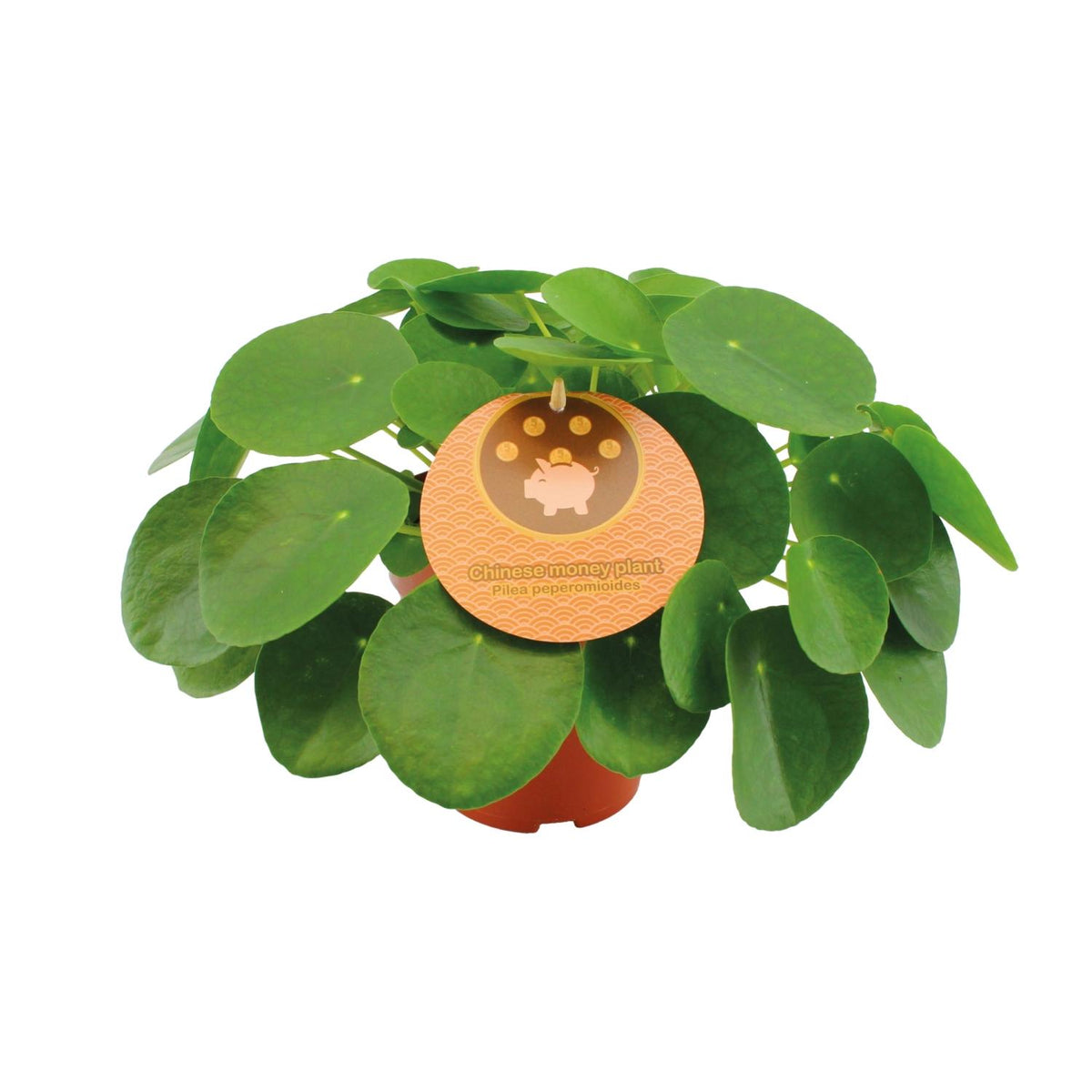 Pilea peperomioides (pannenkoekplant) – Ø15 cm, 30 cm hoog