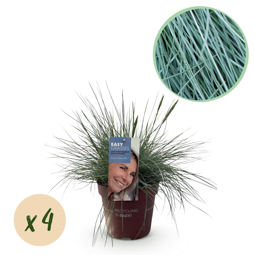 Festuca glauca 'Intense Blue' (fétuque bleue) – 4 plantes, Ø17 cm, 50 cm de haut