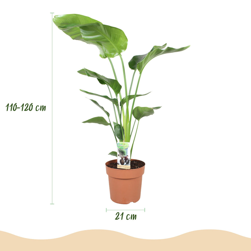 Stelitzia nicolai (Strelitzia) – Ø21 cm, 110–120 cm hoog