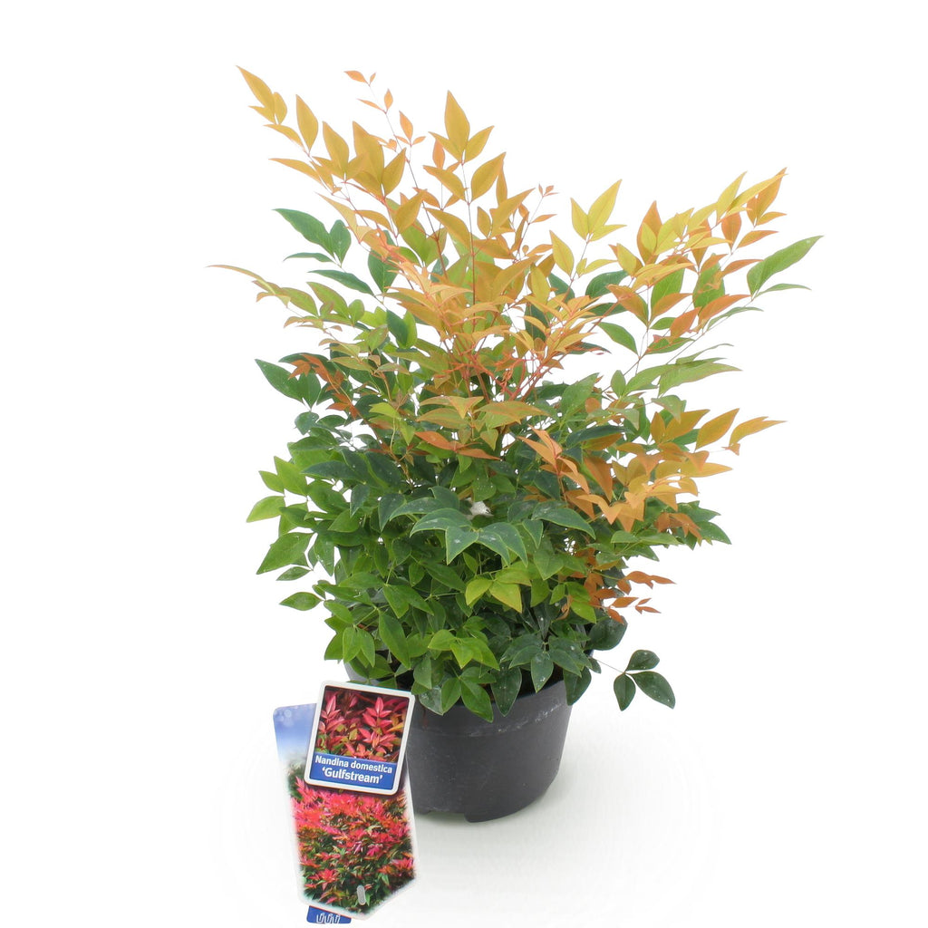 Nandina 'Gulfstream' (Himmlisches Bambus) – orange – Ø 17 cm, 45 cm hoch – Bild 2