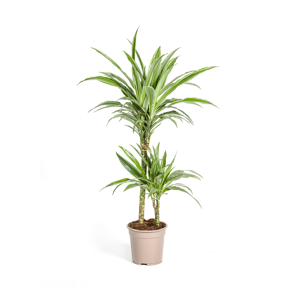 Dracaena Deremensis White Stripe (Drachenbaum) – Ø 19 cm, 70–90 cm hoch