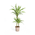 Dracaena Deremensis White Stripe (Drachenbaum) – Ø 19 cm, 70–90 cm hoch