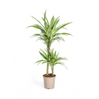 Dracaena Deremensis White Stripe (Drachenbaum) – Ø 19 cm, 70–90 cm hoch