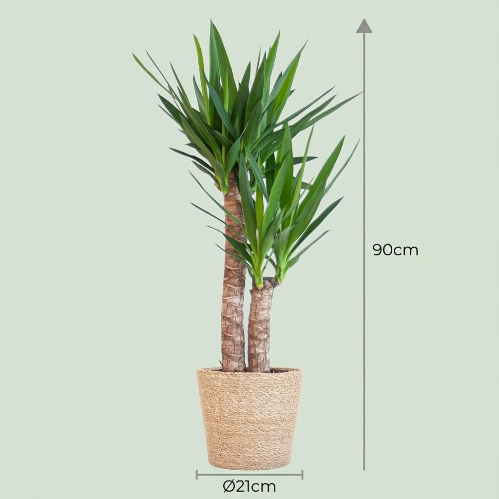 Yucca elephantipes mit Seegras-Korb – Ø 21 cm, 90 cm hoch