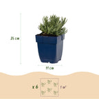 Lavandula angustifolia 'Edelweiss' (lavande) – blanc – 12 plants, Ø11 cm, 15–25 cm de haut