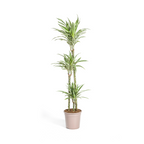 Dracaena Deremensis White Stripe (Drachenbaum) – Ø 24 cm, 130–150 cm hoch