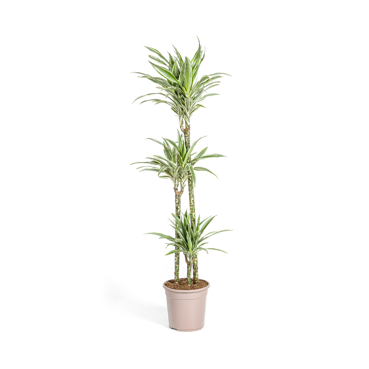 Dracaena Deremensis White Stripe (Drachenbaum) – Ø 24 cm, 130–150 cm hoch