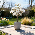 Magnolia stellata auf Stamm – Ø 19 cm, 90 cm hoch