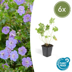 Geranium 'Rozanne' (cranesbill) – 6 plants, Ø9 cm, 10–25 cm high
