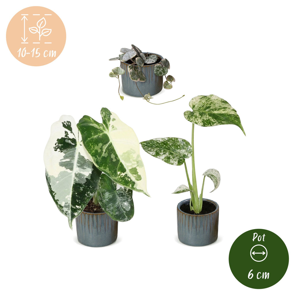 3× Baby-Pflanzen Variegata Mix inkl. Linnea Misty Blue – Ø6 cm, 10–15 cm hoch – Bild 5