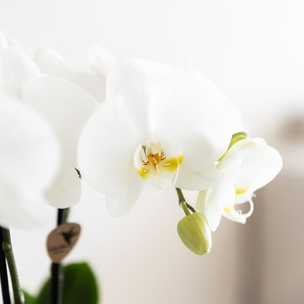 Kolibri Orchids | Witte Amabilis orchidee cadeauset – incl. giftbox, orchidee & sierpot – Ø9cm