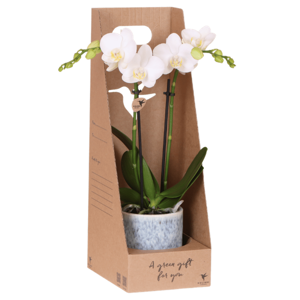 Kolibri Orchids | Witte Amabilis orchidee cadeauset – incl. giftbox, orchidee & sierpot – Ø9cm