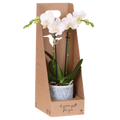 Kolibri Orchids | Witte Amabilis orchidee cadeauset – incl. giftbox, orchidee & sierpot – Ø9cm