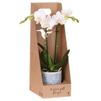 Kolibri Orchids | Witte Amabilis orchidee cadeauset – incl. giftbox, orchidee & sierpot – Ø9cm