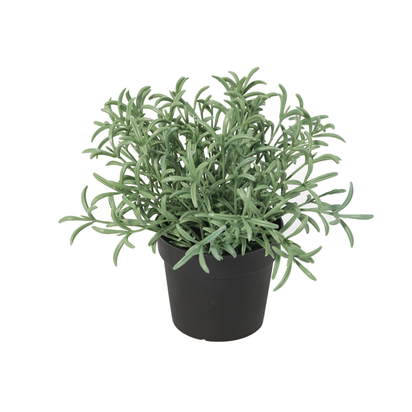 Kunst Helichrysum Italicum – 18 cm | Kerrieplant