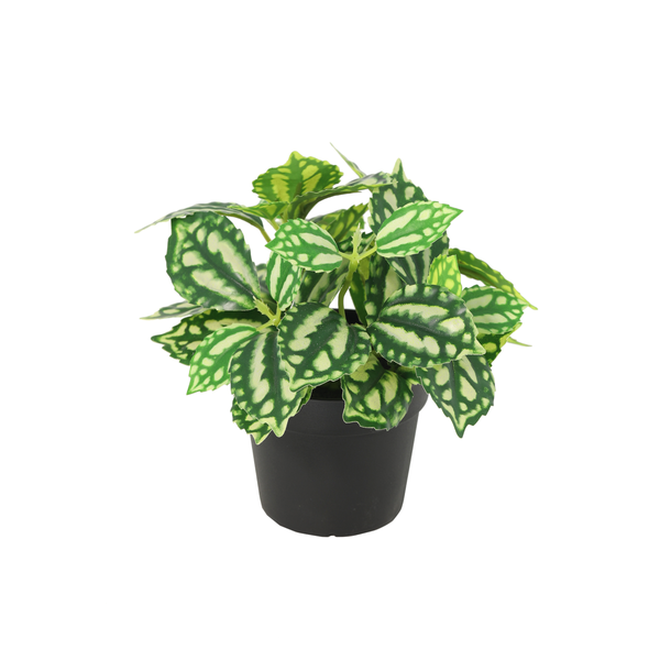 Kunst Fittonia Ice Water – 8 cm | Mini Kunstplant