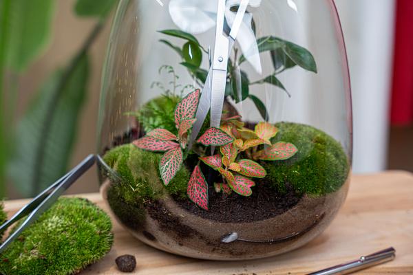 Lange terrarium-schaar – Roestvast staal – ↑ 25 cm