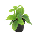 Kunst Hoya Groen – 20 cm | Kunstplant