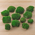 Live Cushion Moss – Premium Fresh Moss – 12 pcs (4 bags)