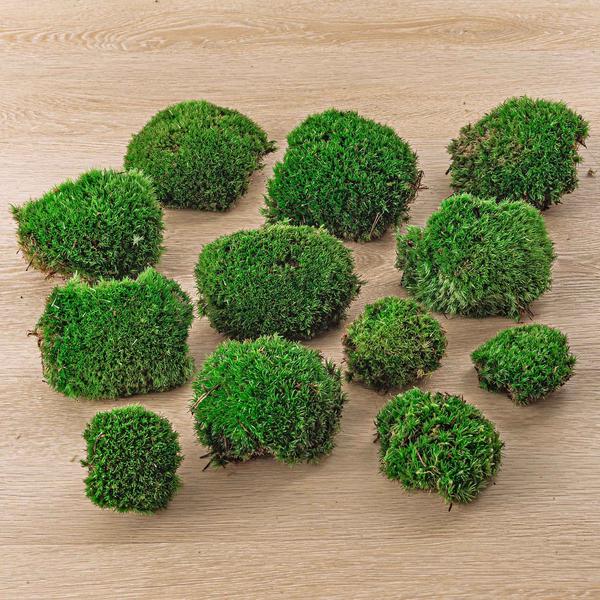 Live Cushion Moss – Premium Fresh Moss – 12 pcs (4 bags)