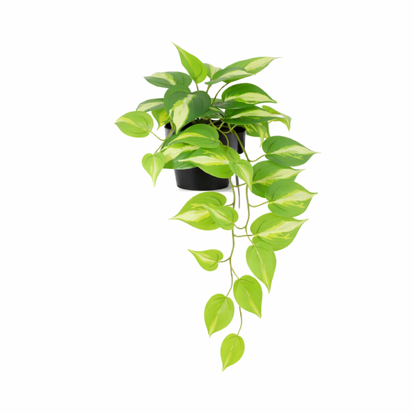 Kunst Epipremnum Variegata – 37 cm | Kunsthangplant