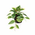 Kunst Hoya Variegata – 23 cm | Bonte Kunstplant