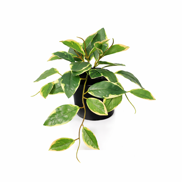 Kunst Hoya Variegata – 23 cm | Bonte Kunstplant
