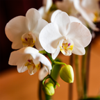 Kolibri Orchids | Witte Amabilis orchidee cadeauset – incl. giftbox, orchidee & sierpot – Ø9cm