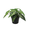 Kunst Syngonium – 15 cm | Groene Mini Kunstplant