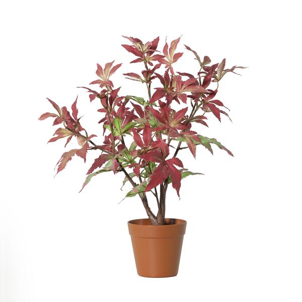 Kunst Esdoorn Rood – 53 cm