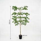 Kunstplant – ARTIFICIAL Bucida – 200cm