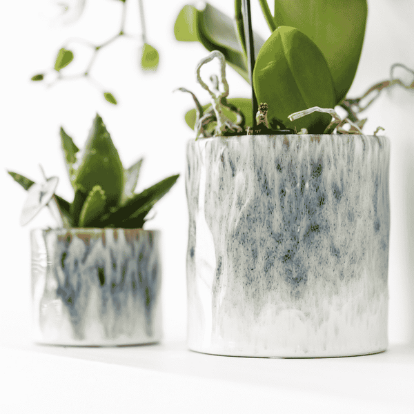 Kolibri Orchids | Witte Amabilis orchidee cadeauset – incl. giftbox, orchidee & sierpot – Ø9cm