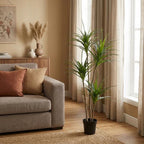 ARTIFICIAL Dracaena – 165cm
