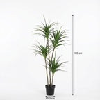 ARTIFICIAL Dracaena – 165cm