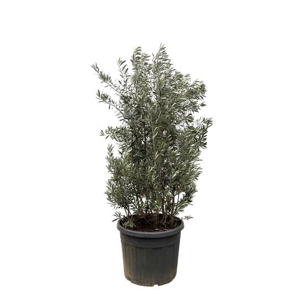 Olea Europaea struik – 250cm- Ø55