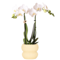 Kolibri Orchids | Witte Amabilis orchidee + Horizon sierpot geel – potmaat Ø9cm | bloeiende kamerplant – vers van de kweker