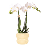 Kolibri Orchids | Witte Amabilis orchidee + Horizon sierpot geel – potmaat Ø9cm | bloeiende kamerplant – vers van de kweker