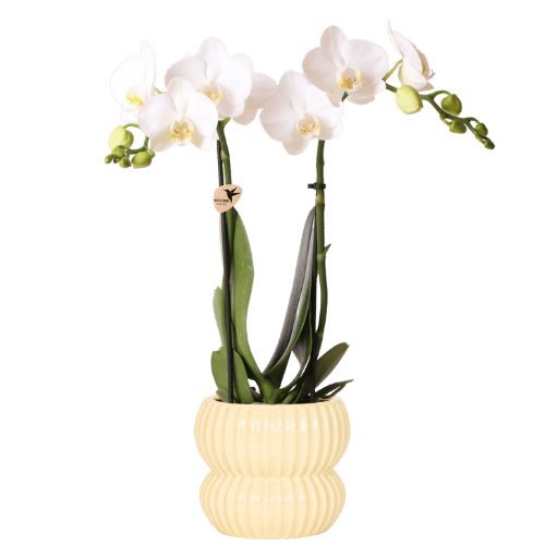 Kolibri Orchids | Witte Amabilis orchidee + Horizon sierpot geel – potmaat Ø9cm | bloeiende kamerplant – vers van de kweker