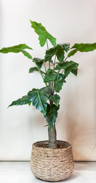 Alocasia Cucullata – Monnikenkap alocasia – Groen – Kunstplant – Ø12cm – ↕70cm – 150 cm