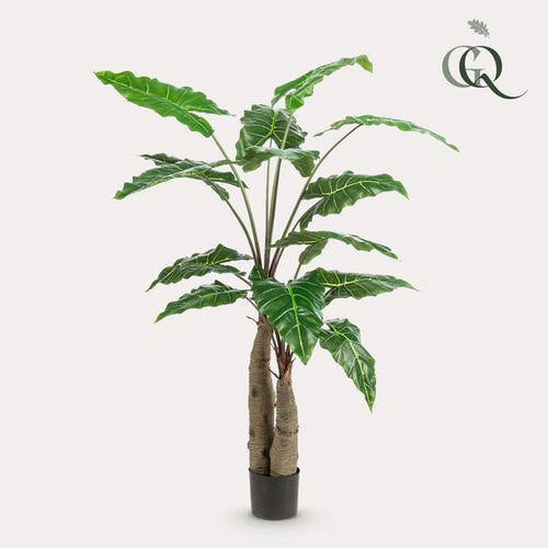 Alocasia Cucullata – Monnikenkap alocasia – Groen – Kunstplant – Ø12cm – ↕70cm – 150 cm