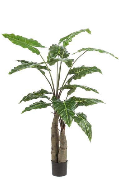 Alocasia Cucullata – Monnikenkap alocasia – Groen – Kunstplant – Ø12cm – ↕70cm – 150 cm