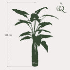 Alocasia Cucullata – Monnikenkap alocasia – Groen – Kunstplant – Ø12cm – ↕70cm – 150 cm