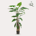 Alocasia Cucullata – Monnikenkap alocasia – Groen – Kunstplant – Ø12cm – ↕70cm – 180 cm