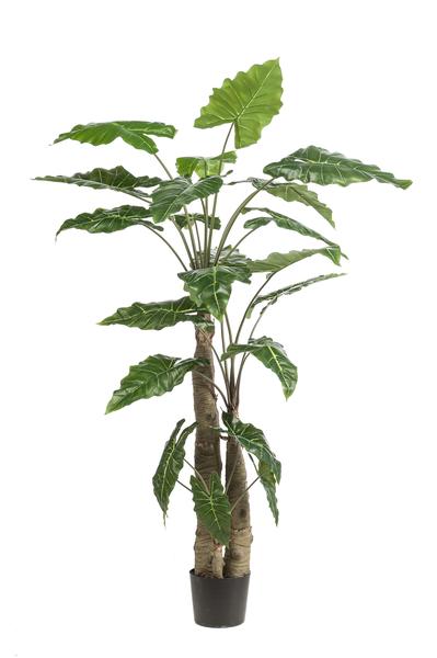 Alocasia Cucullata – Monnikenkap alocasia – Groen – Kunstplant – Ø12cm – ↕70cm – 180 cm