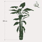 Alocasia Cucullata – Monnikenkap alocasia – Groen – Kunstplant – Ø12cm – ↕70cm – 180 cm