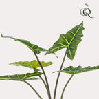 Kunstplant – Alocasia Frydek – Olifantsoor – 80 cm