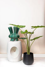 Kunstplant – Alocasia Frydek – Olifantsoor – 80 cm