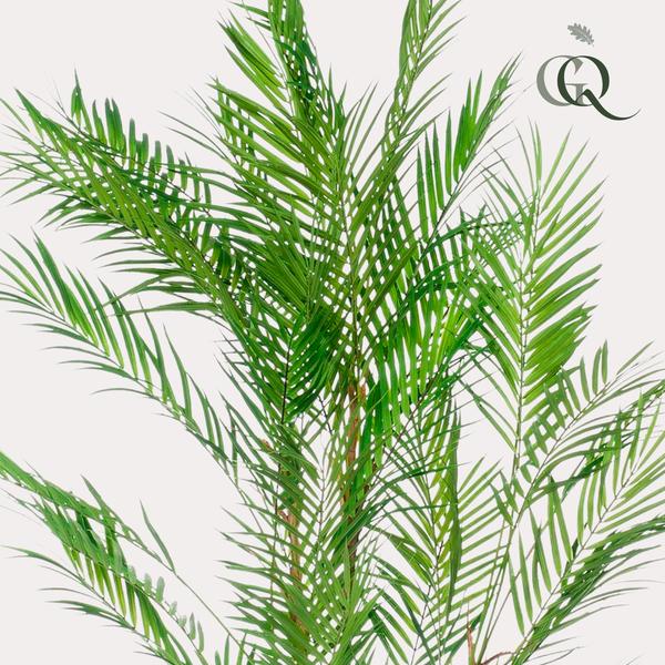 Kunstplant – Chamaedorea Elegans – Bergpalm – 120 cm