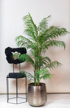 Kunstplant – Chamaedorea Elegans – Bergpalm – 120 cm